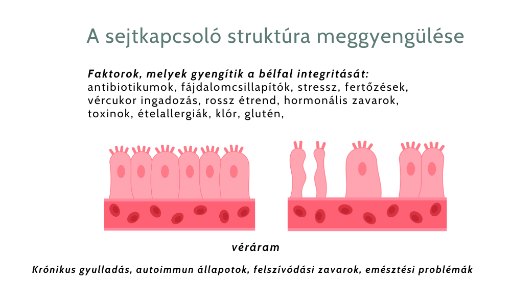 Miért nem elég a csak gluténmentes diéta autoimmun állapotban érintettként? 2 gluténmentes diéta